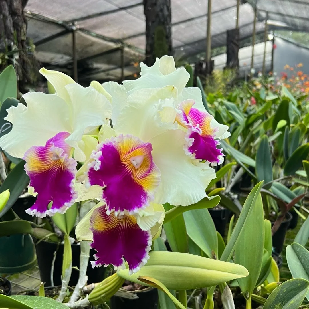 @almadelbosqueonline