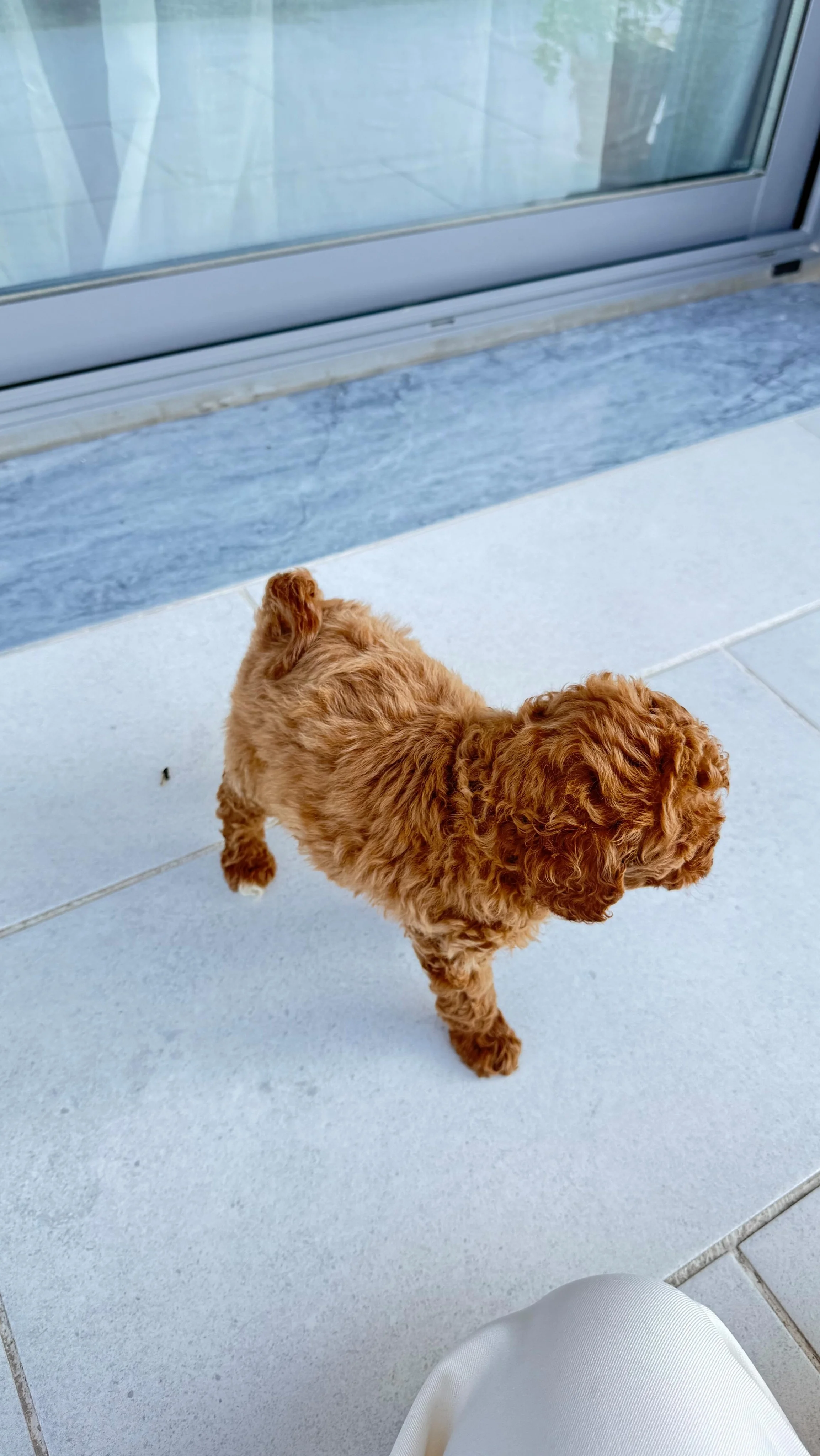 Tenho um segredo para vos contar..🥹 I’m a mummy 🐶