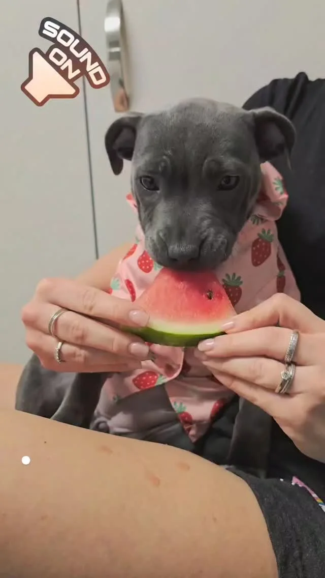 Apenas um doguinho comendo sua melancia 🍉