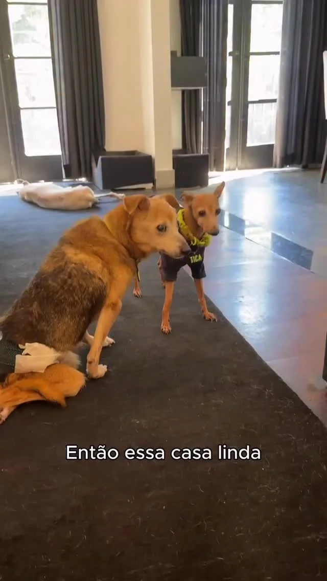 O PARAÍSO DOS VELHINHOS - faz cinco anos que a Claudia e o Luis achar...