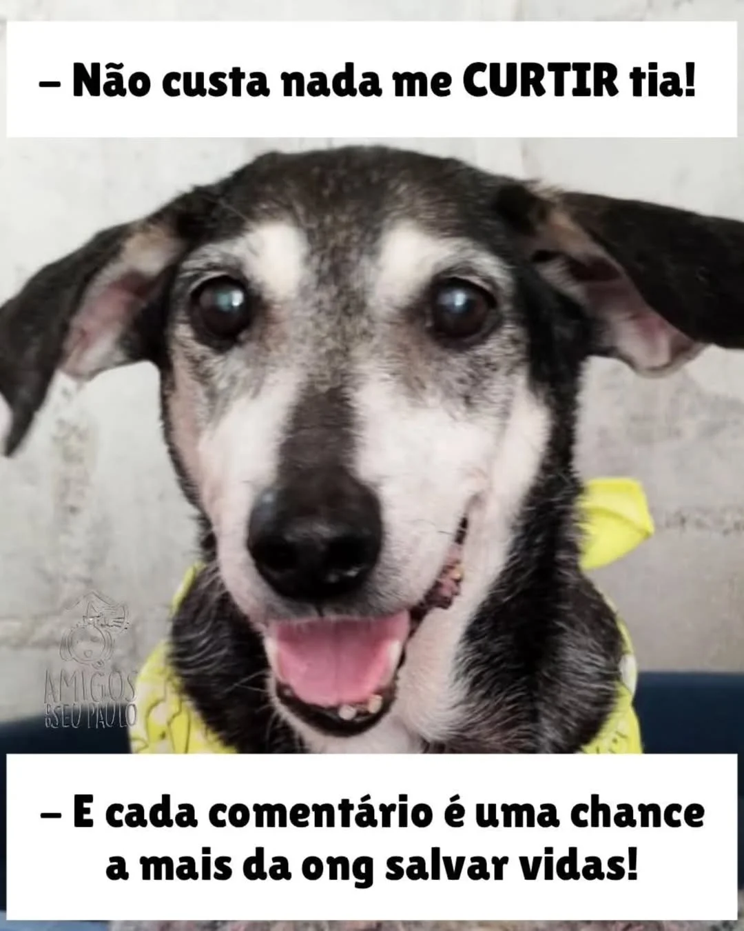 CURTA SE QUISER SALVAR UM ANIMAL DE RUA 🐾 **A sua curtida pode mudar...