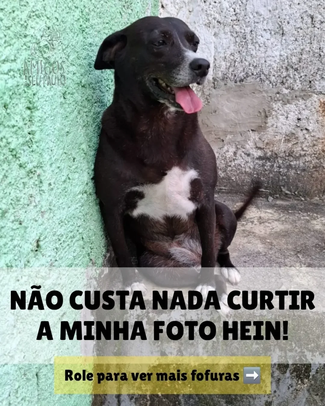 Essas fotos não são só imagens… são pedidos de socorro 💔🐾 Cada olha...