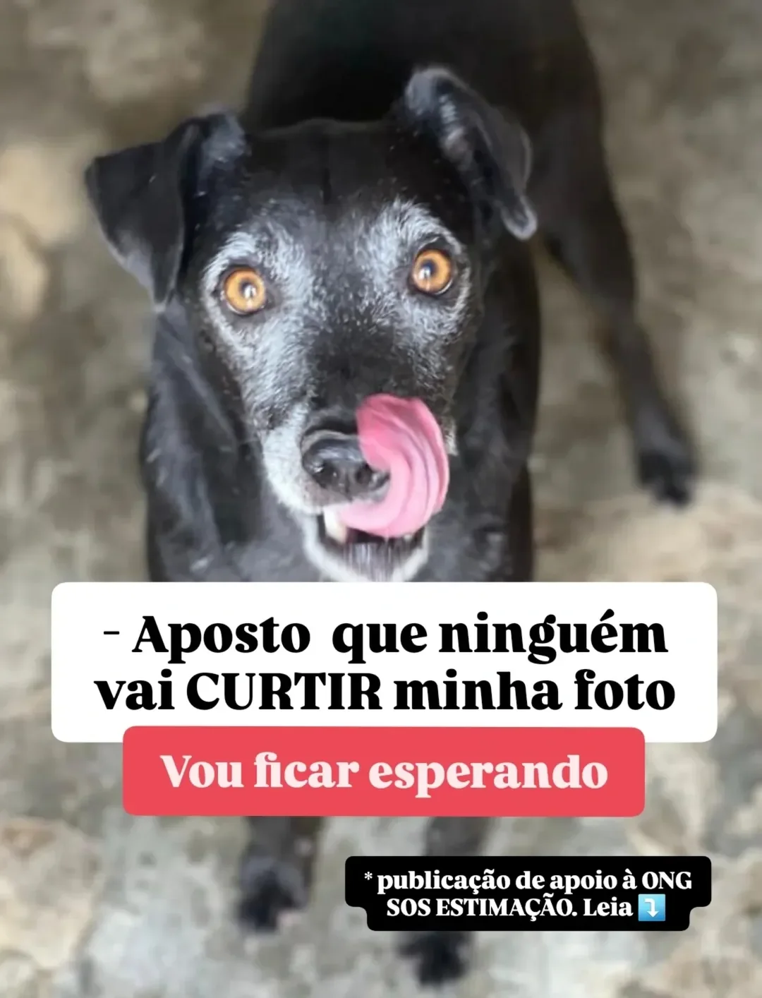 PUBLICAÇÃO DE APOIO À ONG SOS ESTIMAÇÃO TRISTEZA ‼️ 7 DIAS DE CAMPANH...