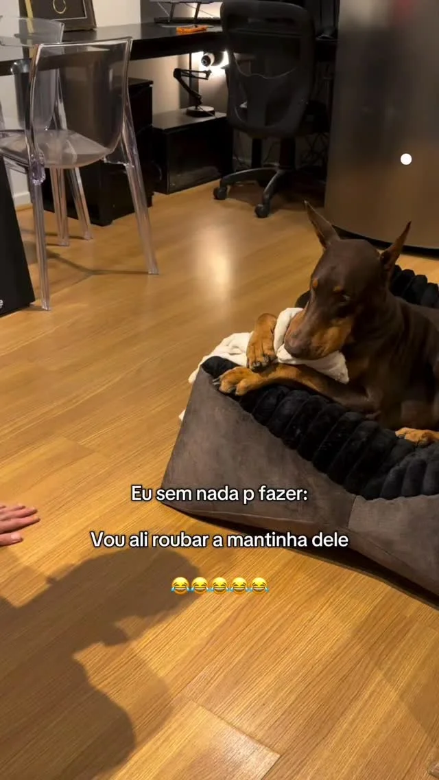 Me dá minha mantinha Cleiton! 😤