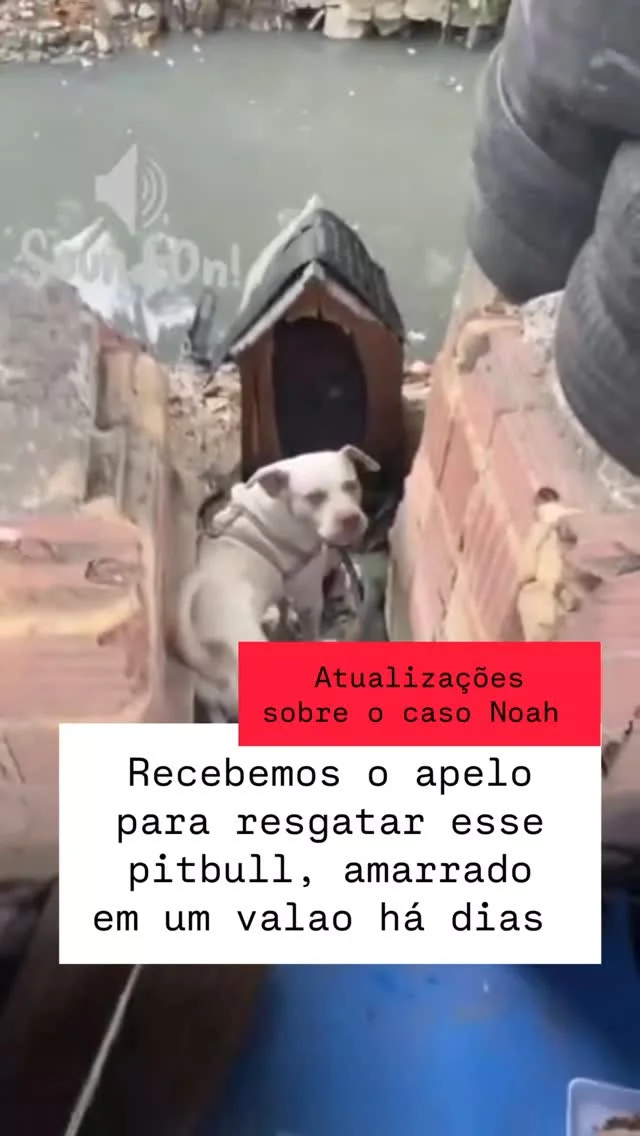 Relembrando nosso resgate de junho de 2023. NOAH NESTA SEMANA FOI CAS...