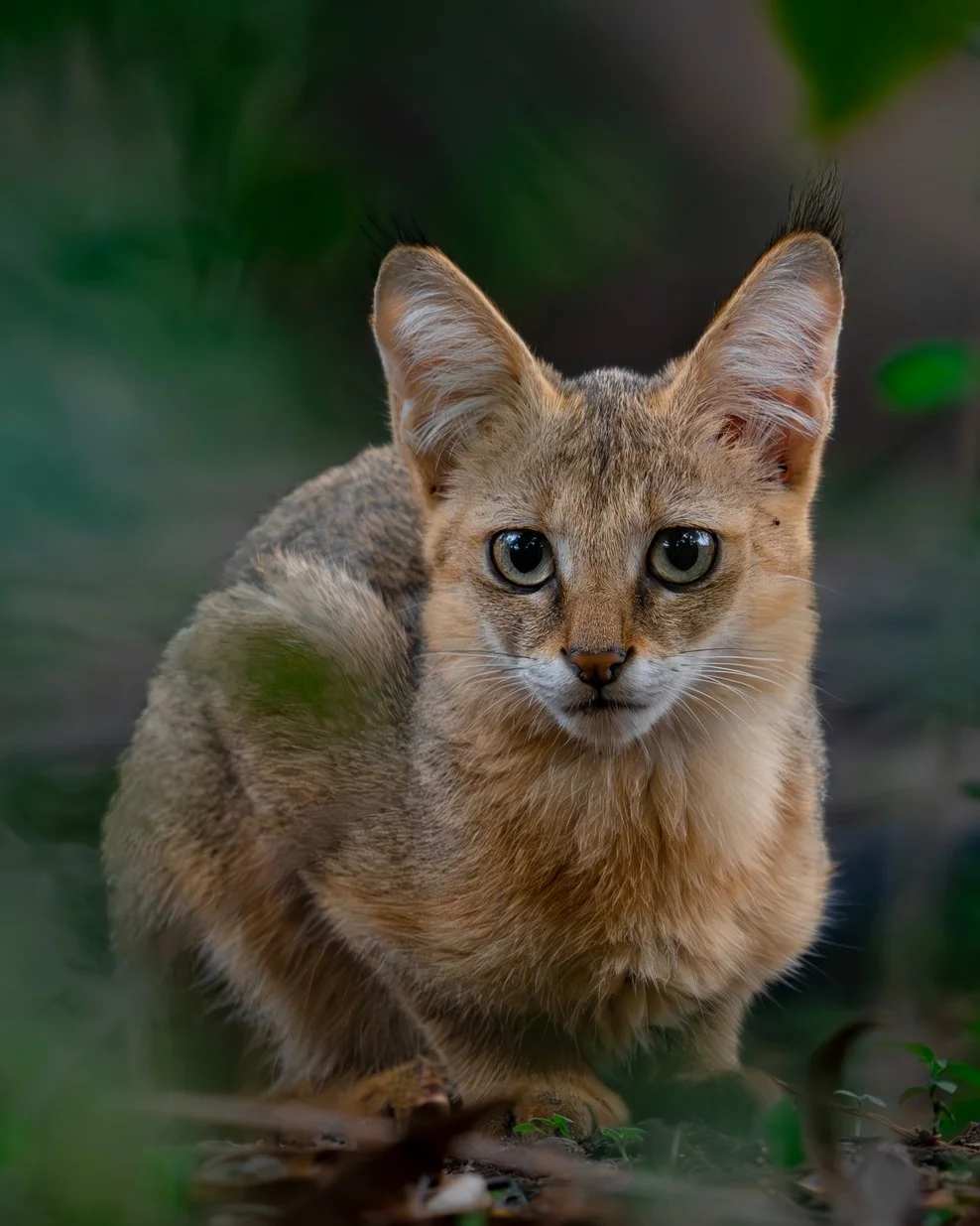 Meow! This Caturday, let’s introduce the jungle cat (Felis chaus). Al...
