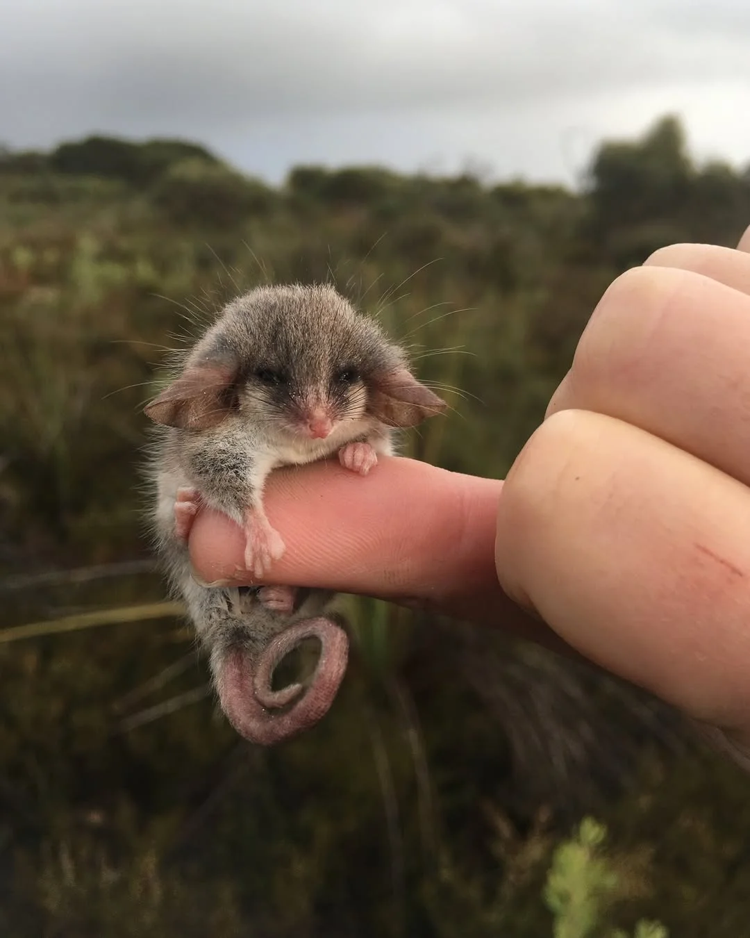 Behold the pocket-sized western pygmy possum! (Cercartetus concinnus)...